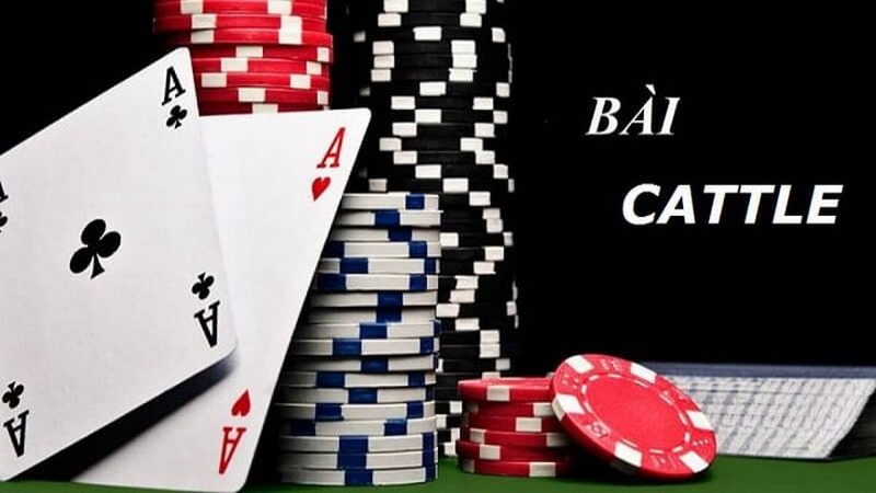 B&agrave;i Catte được săn đ&oacute;n v&agrave; y&ecirc;u th&iacute;ch hiện nay